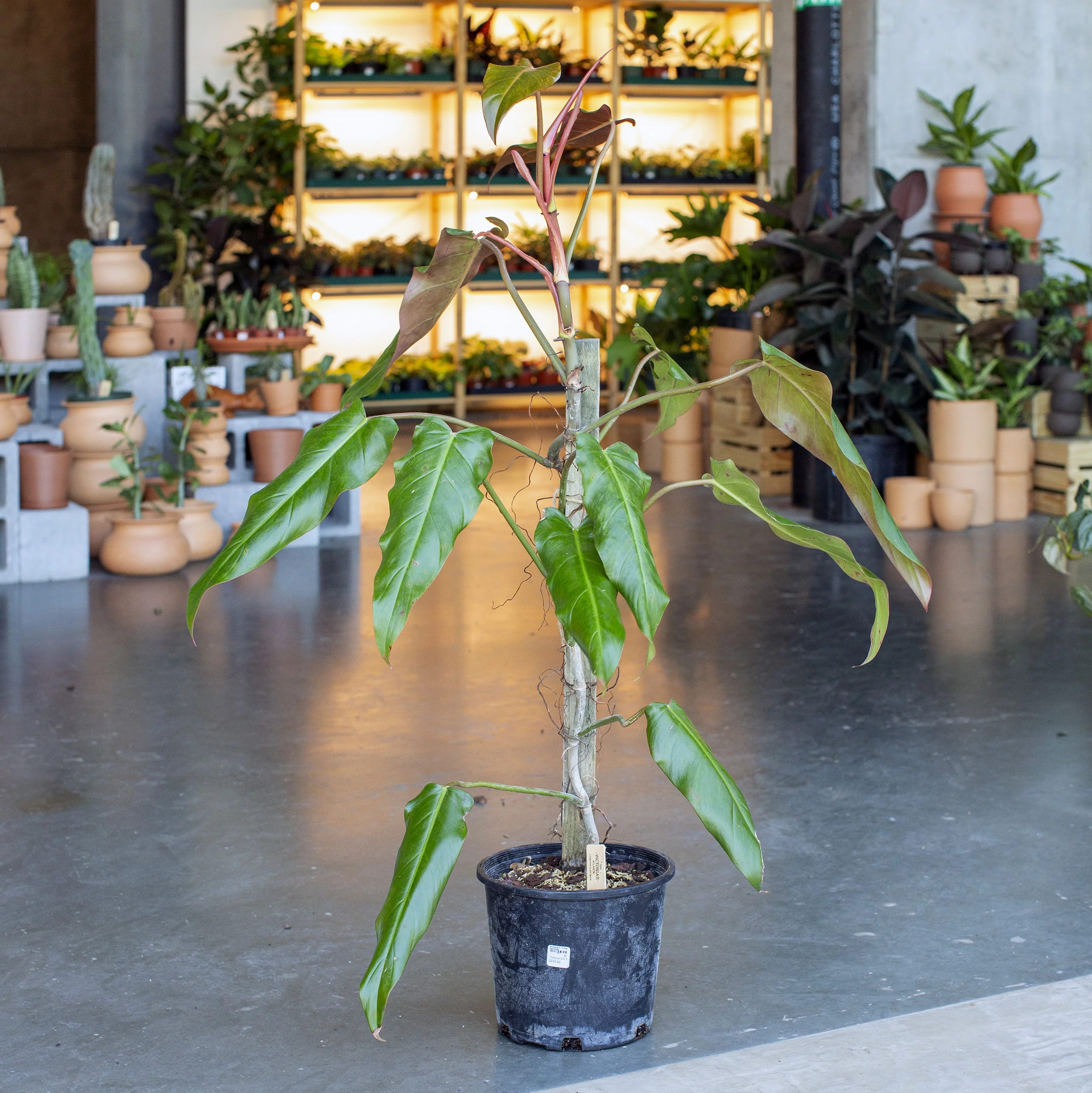 Plants